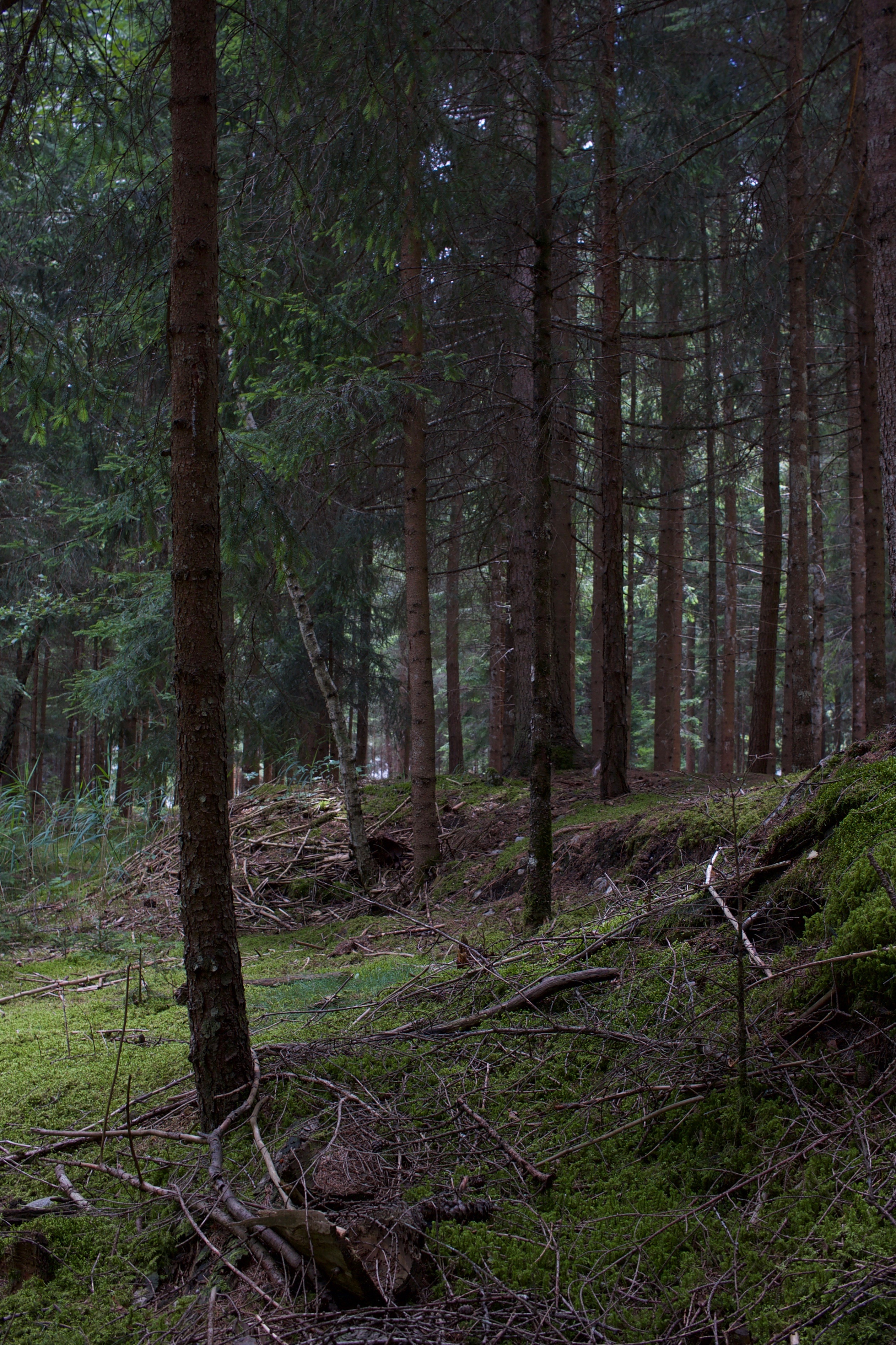 Alpine forest floor in Trentino-Alto Adige/Südtirol, Italy, July 2017.